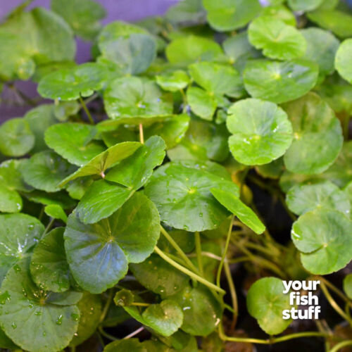 Brazilian Pennywort - Hydrocotyle leucocephala Live Aquarium Plants POTTED - Picture 3 of 5