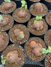 RareSucculent cactus plant Dioscorea elephantipes tuberroot  4-7cm