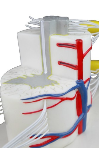 Vision Scientific VAV260 médica vertebral y médula espinal parcial - Imagen 7 de 7