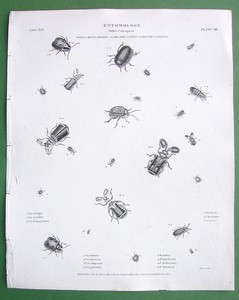 ENTOMOLOGY-Beetles-Genus-Pausus-Leaf-Order-Coleoptera-Antique-Print-A-REES