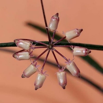 Rare Hoya Insularis Live Wax Plant Trailing Tropical Houseplant