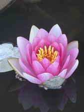3 Live Pink Hardy Water Lily Plants Fragrant Outdoor Pond Tuber AAA