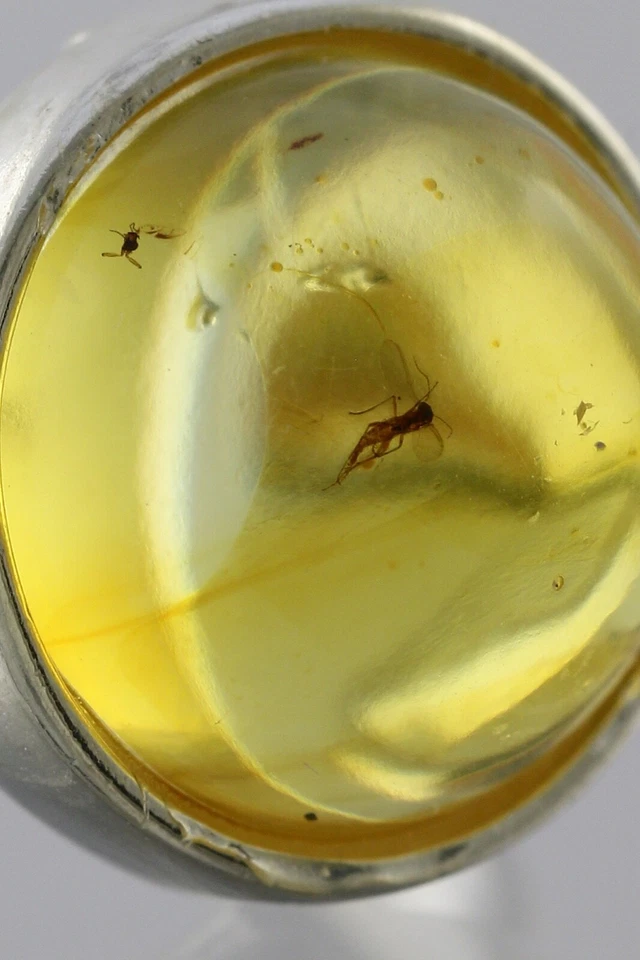 Anillo Ajustable Plata Ámbar Báltico Genuino Inclusión Insecto Fósil 191029-22 Foto 4 de 4