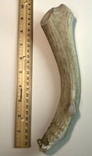SUPER Dense JUMBO MULE DEER Antler Dog Chew-LONG LASTING for aggressive chewers