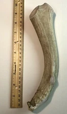 SUPER Dense JUMBO MULE DEER  Antler Dog Chew-LONG LASTING for aggressive chewers