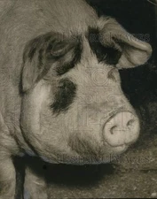 1956 Press Photo Closeup of pig on Eunich Farm in New York - tua77378