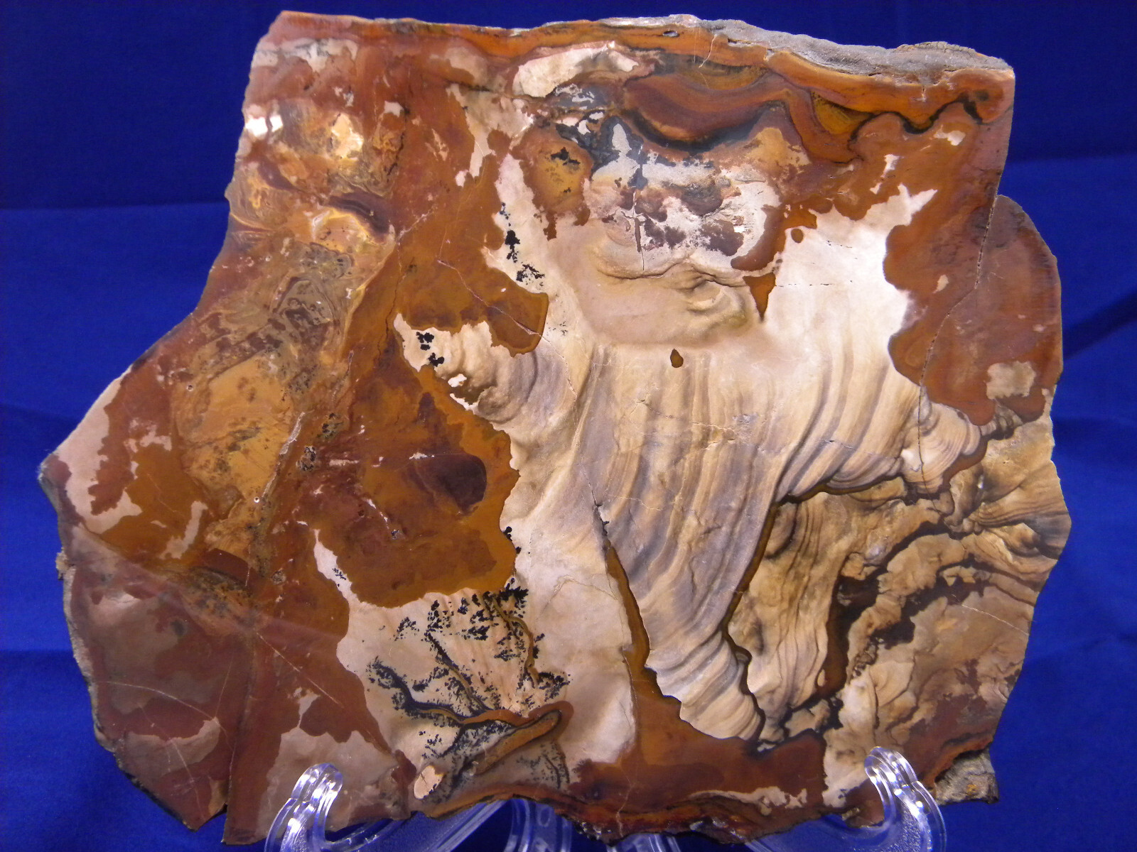 {OOAK} BIGGS CHINA HOLLOW JASPER POLISHED OREGON eBay
