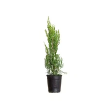 2.5 Qt. Spartan Juniper, Live Evergreen Tree, Dark Green Fast-Growing Privacy Pl