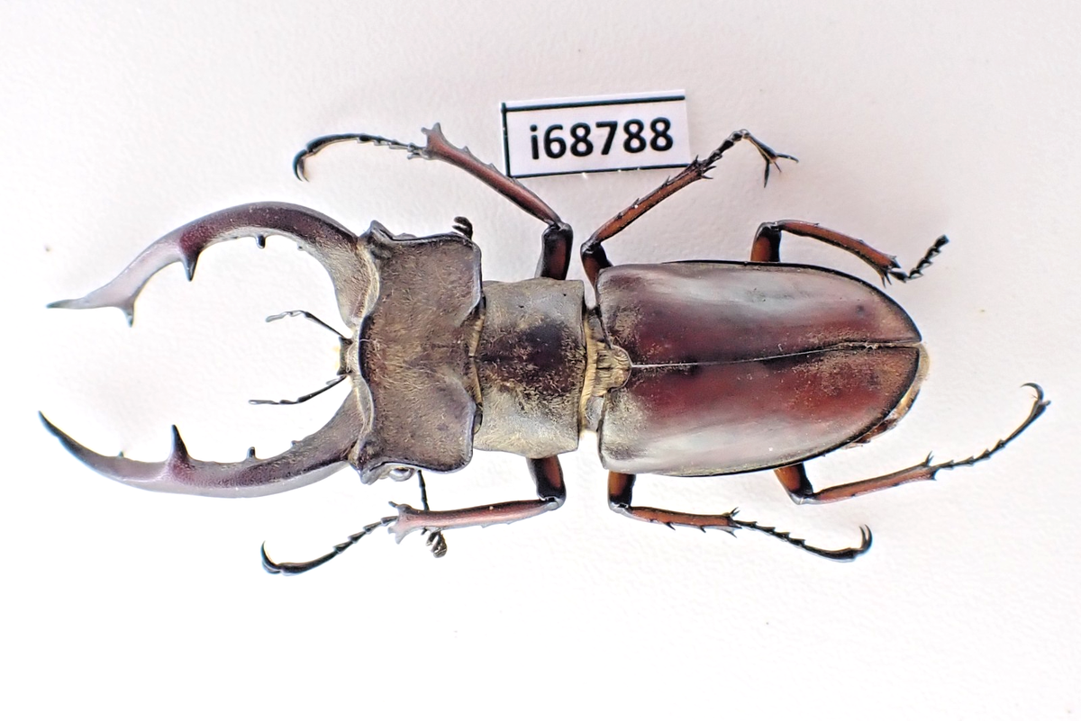 i68788. Insects, Lucanidae: Lucanus Luci sp. Vietnam Central. A2