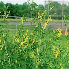 1000+ Sweet Clover Seeds, Legumes - (Melilotus officinalis) - Non-GMO USA Seller
