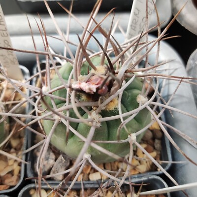50 FRESH SEEDS Gymnocalycium castallanosii v armillatum RS2250,El Abra |  eBay