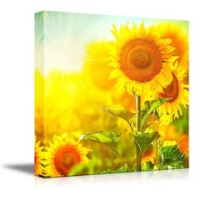 Canvas Prints -Sunflowers Blooming on the Field Growing Sunflower- 12" x 12"