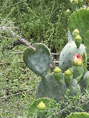 Beautiful Heart shaped Prickly Pear Cactus Pad From Texas! | eBay
