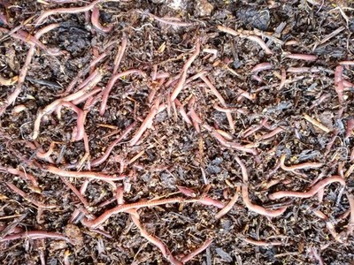 1 LB Pure Red Wiggler Composting Worms  Fast Free Shipping