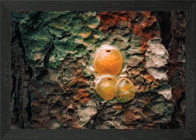 Baumrinde Textur gerahmtes Wandbild Poster Leinwanddruck Bild