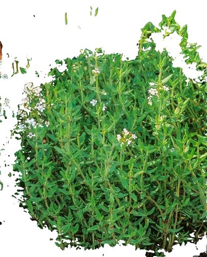 20 Rare Red Shrimp Flower Seeds.(Justicia brandegeeana/Mexican Shrimp Plant)  | eBay