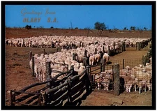 Postcard RPPC - Yarding Sheep, Olary, S.A.