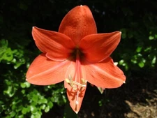 1 small Amaryllis bulb, Hippeastrum, Peaches & Cream, 6-12 cm circumference