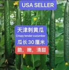20CT + F1 Hybrid TianJin Tender Cucumber Seeds  20粒以上高产杂交天津刺黄瓜种子 2025年新种子