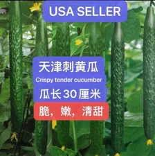 16CT + TianJin Tender Cucumber Seeds  16粒以上高产天津刺黄瓜种子 2024年新种子