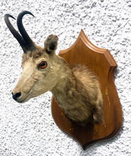 Taxidermy Vintage  Alpine Chamois Head Rupicapra Rupicapra On Oak  Shield