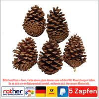 5X Tannenzapfen Pinus Maritima Advent Weihnachten Zapfen GrößE Ca.10-14Cm