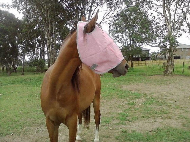 Horse Fly Mask Pink & Grey Bnwot Sz M Free Post (acc354) Horse Fly Mask Pink & Grey Bnwot Sz M Free Post (acc354)
