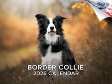 Border Collie Dog Breed Calendar 2026 12x18 Made in USA