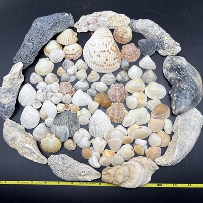 Vintage Estate Sea Shells Mixed Natural Cockle Scallop Oyster Clam Beach Crafts