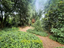 Photo 6x4 Wooded Area at Wightwick Manor Castlecroft A small, wooded area c2019