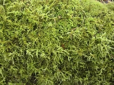 Live Moss Sheet Forest Fresh Terrarium,Vivarium,Crafts,Potted Plant Topper