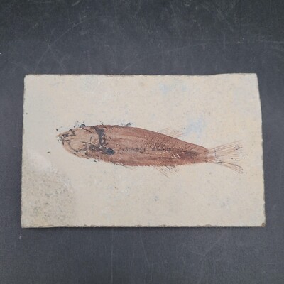 Stone Fish Fossil Plaque Green River Formation 3.5'' x 5.5''