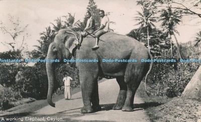 R038954 Ein funktionierender Elefant Ceylon B Hopkins