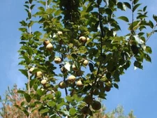 10 Kieffer Pear Tree Seeds Organic