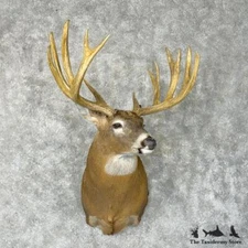#29797 WC | Whitetail Deer Taxidermy Shoulder Mount For Sale