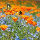 500 California Poppy Seeds (Eschscholzia californica) bees and butterflies