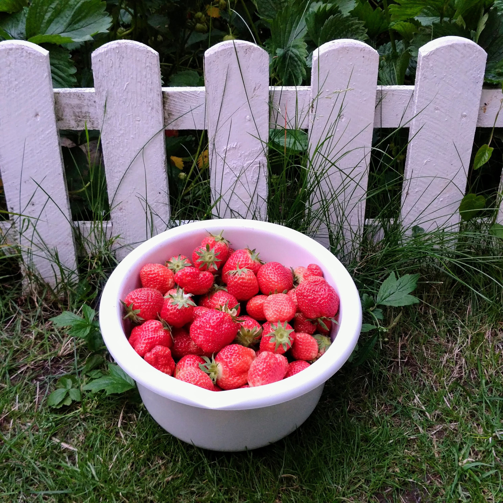 Strawberry plant with fruits, very sweet, tasty and fruitful. COLLECT
