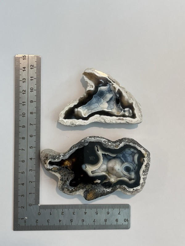 Two Pieces Of Tampa Bay Agatized Coral
