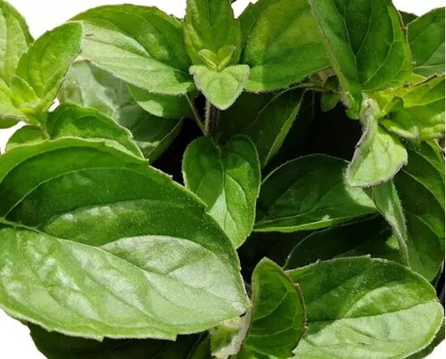 Herb plants, garden ready, 9cm pots lots of choice - Picture 246 of 298