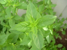 90 SEEDS - basil, LIME herb RARE LIME SCENTED - GroCo BUY 15-SHIPS FREE