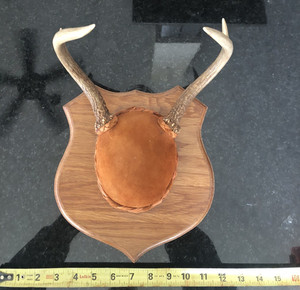 White Tail four point (Fork) deer rack with leather buckskin and wall mount-!!