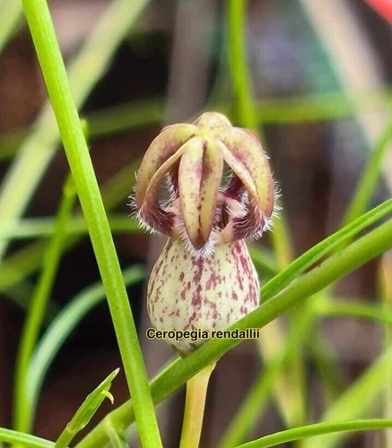 Tuber Ceropegia Rendallii Plant + Phytosanitary certificate - Picture 3 of 4