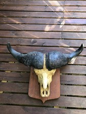 Tête De Buffle dit Massacre