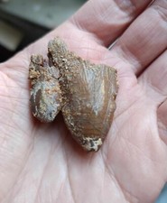 Mégalodon ORIGINALE carcharocles éocène , dent