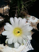 Echinocereus pentalophus "White Dove" WHITE FLOWER! SUPER RARE! 4"+ Rooted Plant