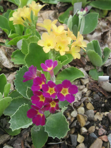Alpine Primroses : 50 Seeds : Small European Hybrids : Mixed Colours : Primula - Picture 8 of 12