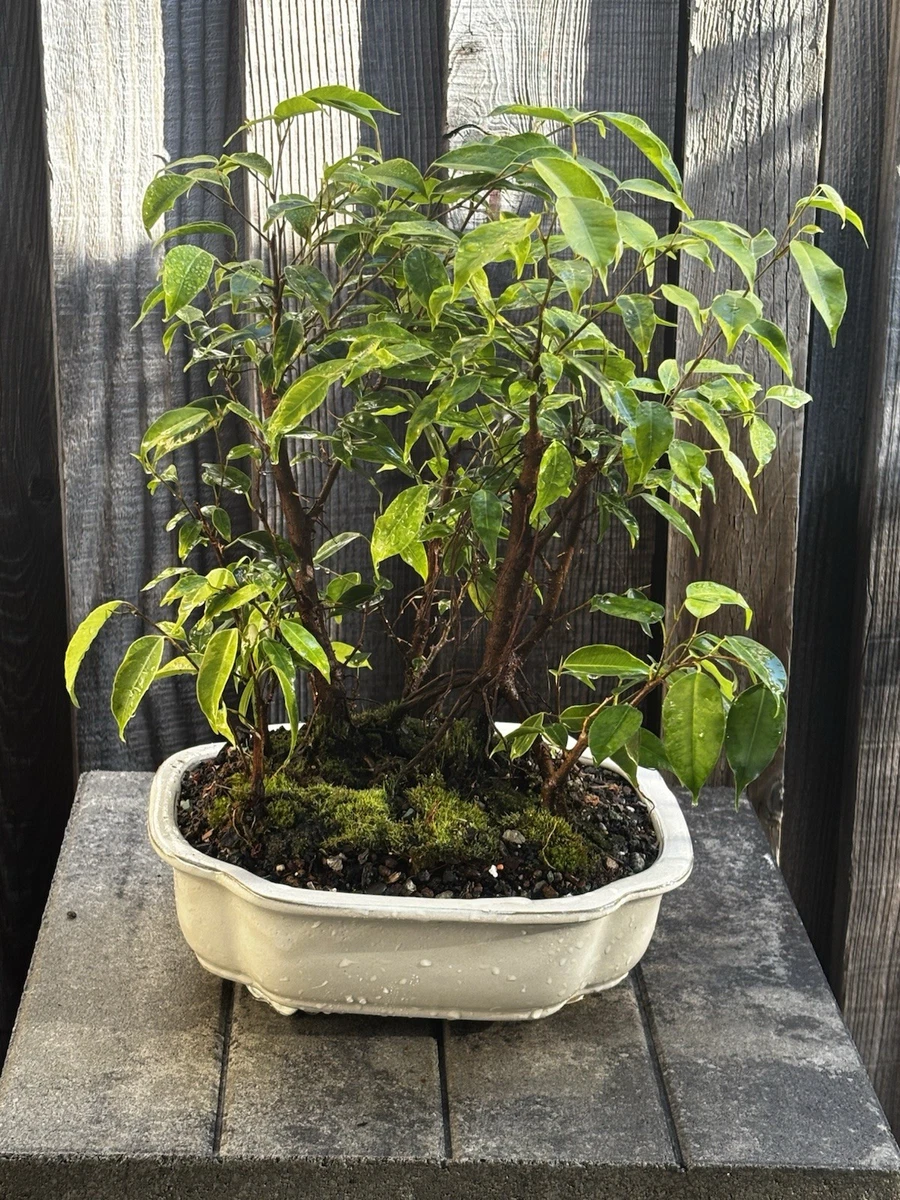 grow a bonsai tree from seed Bonsai Beginner Tree Starter Kit - DIY From Seed to Tree main image 0