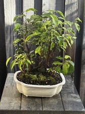 TIGERS BARK FICUS BONSAI FOREST 