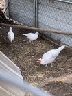 6 Alaska Snow Pheasant Hatching Eggs.  Extras if I have them — photo 1