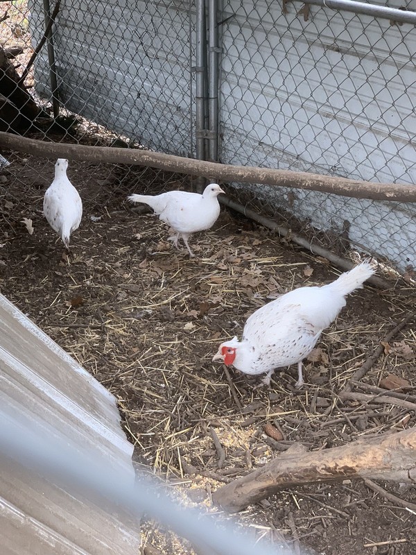 6 Alaska Snow Pheasant Hatching Eggs.  Extras if I have them